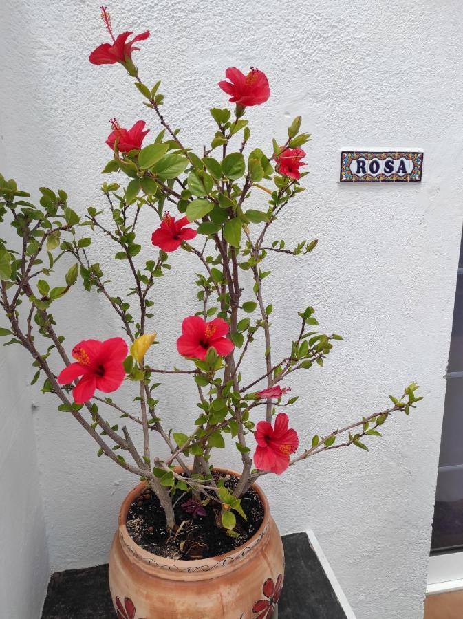 Rosa Eden Apartman La Asomada  Kültér fotó